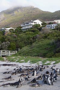 Boulders Beach, South Africa. African Penguins.