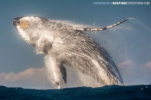 Photographing whale breaches