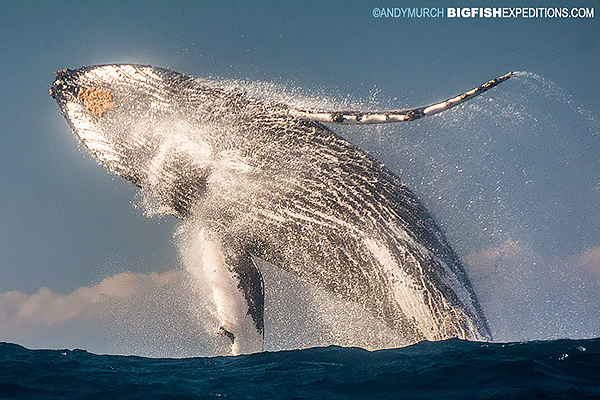 Photographing whale breaches