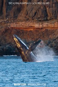 breaching humpback whale isla socorro