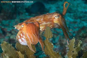 Broadclub Cuttlefish diving Malapascua