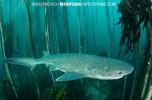 sevengill shark kelp forest diving in False Bay, South Africa.