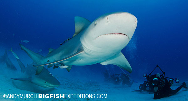 Bull Shark