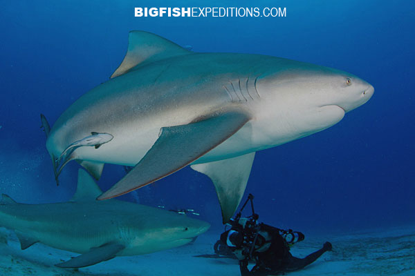 Bull Shark