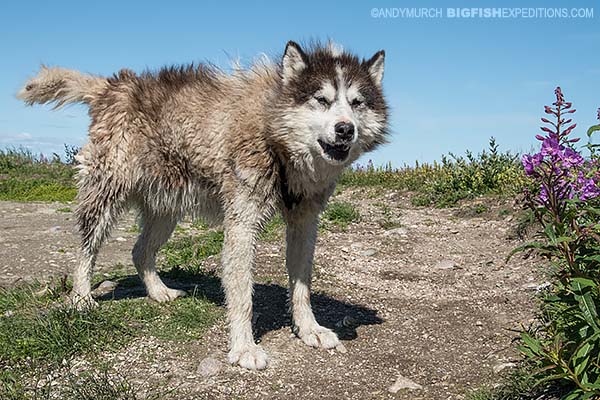 Canadian Eskimo Dog Churchill