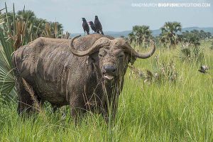 Safari in Uganda