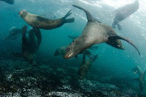 Cape Fur Seals