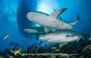 Caribbean reef sharks diving at Tiger Beach