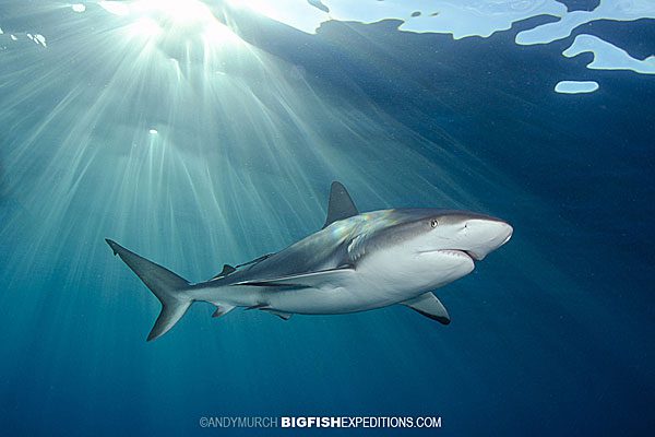 Reef shark at sunset