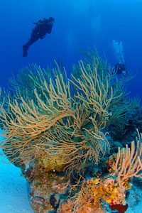 Cat Island Reef Diving