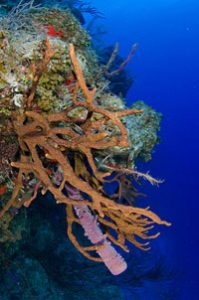 Cat Island Reef Diving