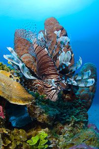 Cat Island Reef Diving