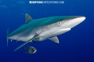 Silky shark diving cat island bahamas