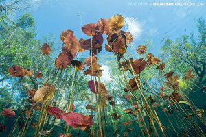 Lilies in Carwash Cenote