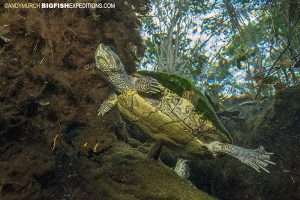 Freshwater turtle in Carwash Cenote