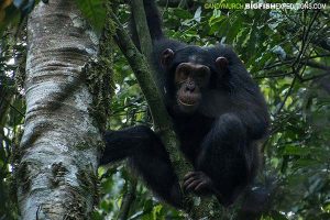 Trekking all day with Chimpanzees in Kibale National Park