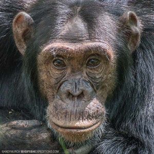 Chimpanzee Trekking in Kibale Uganda