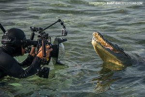 Photographing crocodiles