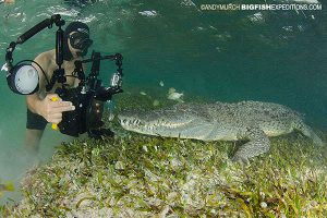 Underwater photography of crocodiles