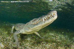 American crocodile