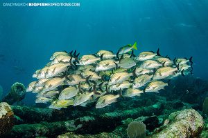 Schooling fish