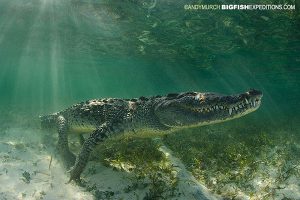 Chinchorro Crocodiles