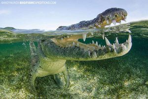Crocodile Snorkeling