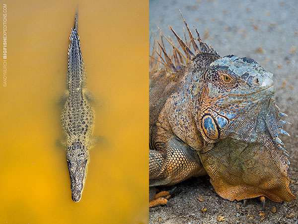 Overhead crocodile and green iguana