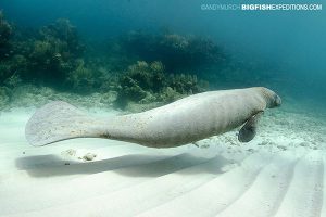 Manatees