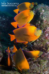 Clarion angelfish isla socorro diving