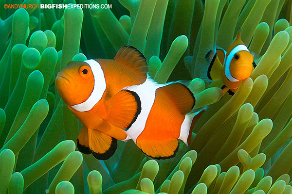 clown fish in an anemone in Malapascua