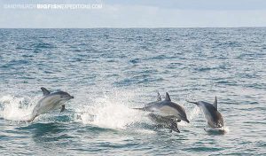 Common Dolphins in the Outer Hebrides