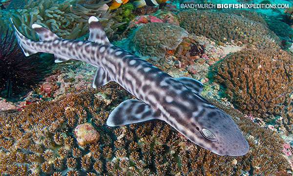 Coral Catshark diving