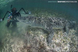 Swimming with American Crocodiles in Mexico