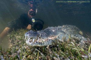 Diving with American crocodiles in Mexico