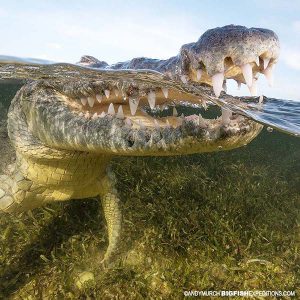 Crocodile split
