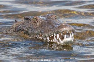 American crocodile at the surface