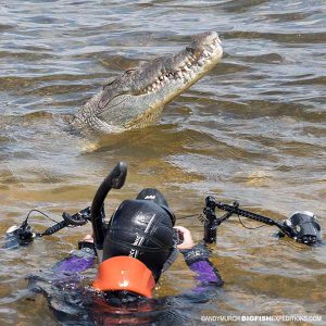 Snorkeling with crocodiles