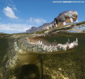 Diving with crocodiles in Mexico