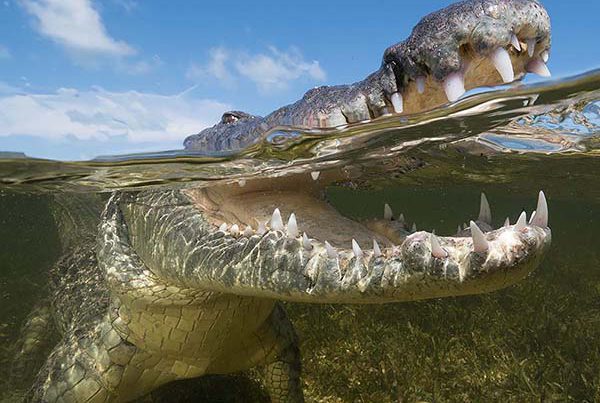 Diving with crocodiles in Mexico