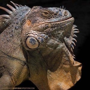 Green Iguana