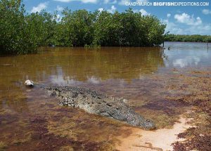 American crocodile in Chinchorro Lagoon