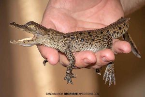 Baby American crocodile