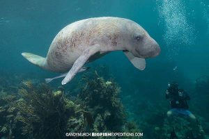 Diving with manatees in Mexico