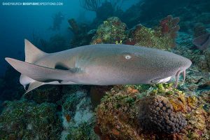 Diving with nurse sharks and crocodiles