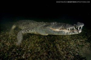 Swimming with crocodiles at night