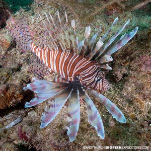 Lionfish diving