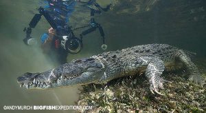 Diving with crocodiles