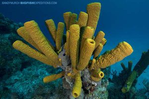 Chinchorro Reef