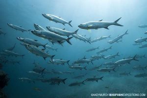 Diving with tarpon